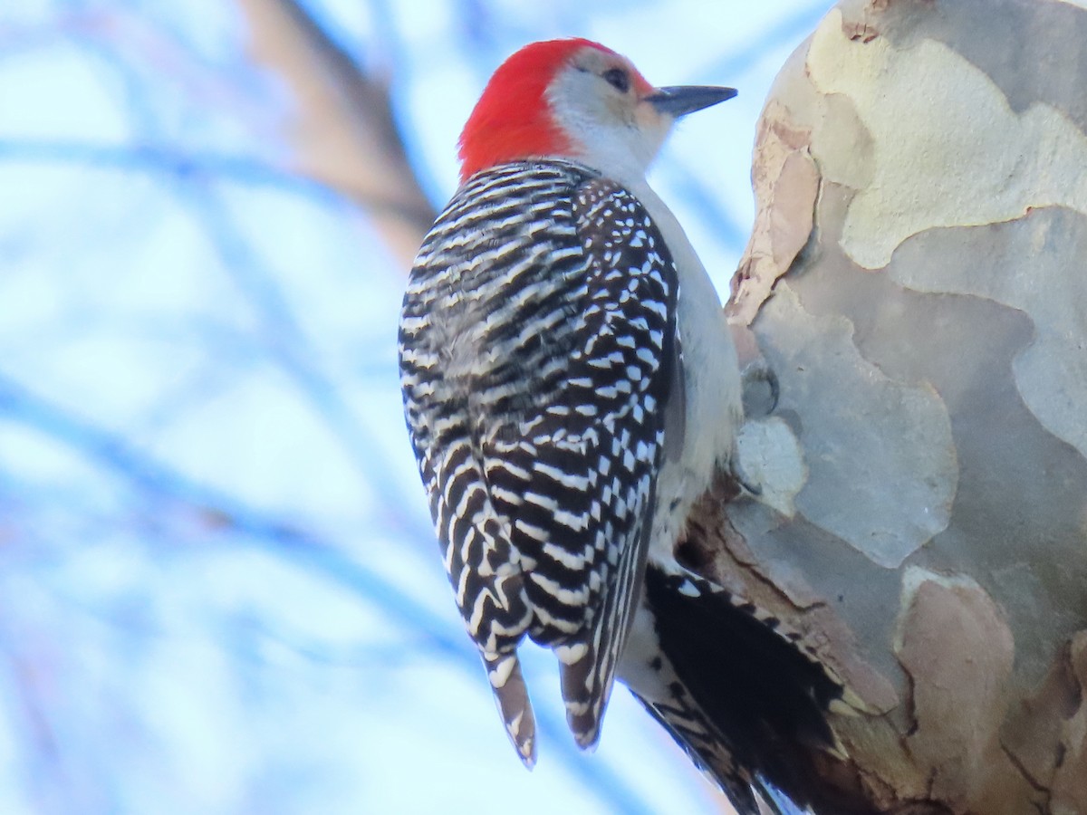 Red-bellied Woodpecker - ML613149249