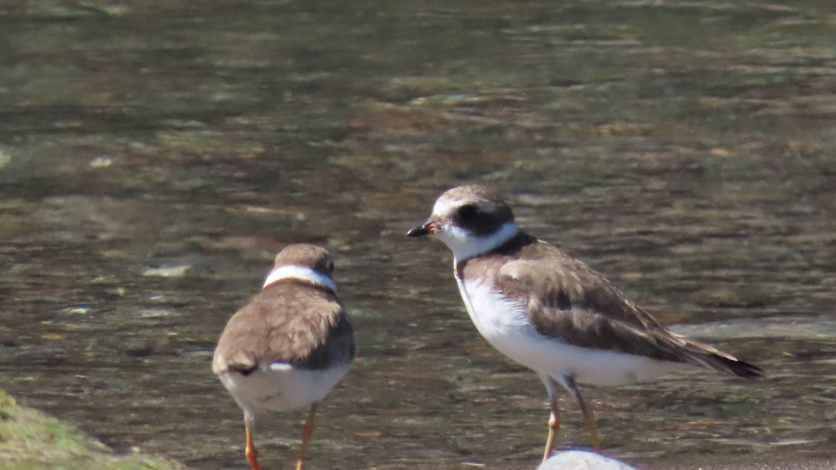 Semipalmated Plover - ML613149355