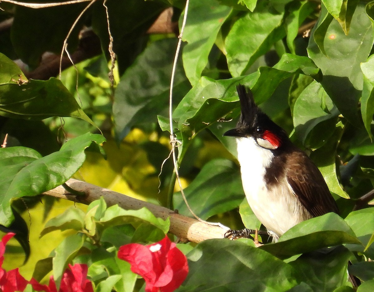 EBird Checklist 5 Jan 2024 Pine Woods Park 28 Species   1200