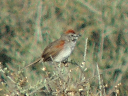 Pale-breasted Spinetail - ML613149601