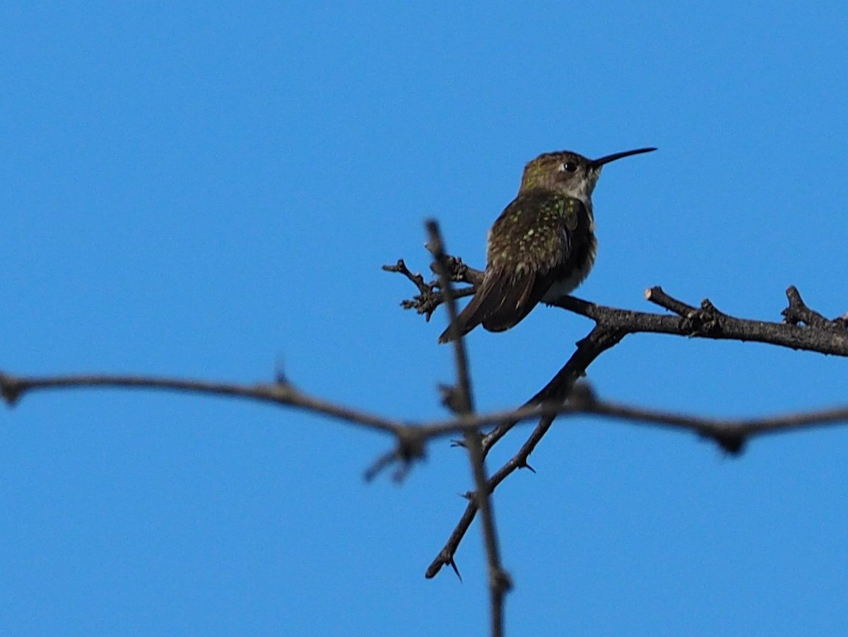 Tumbes Hummingbird - Lonnie Somer