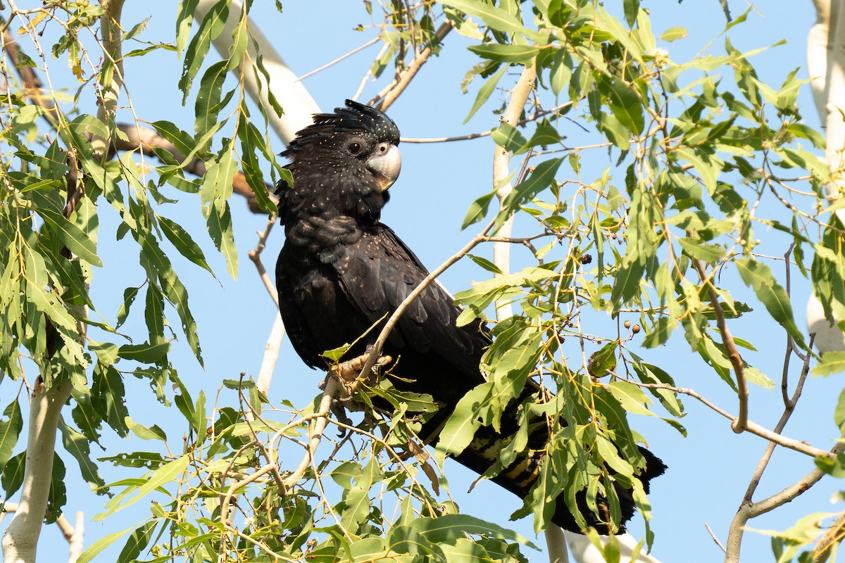 Red-tailed Black-Cockatoo - Scott  Rolph