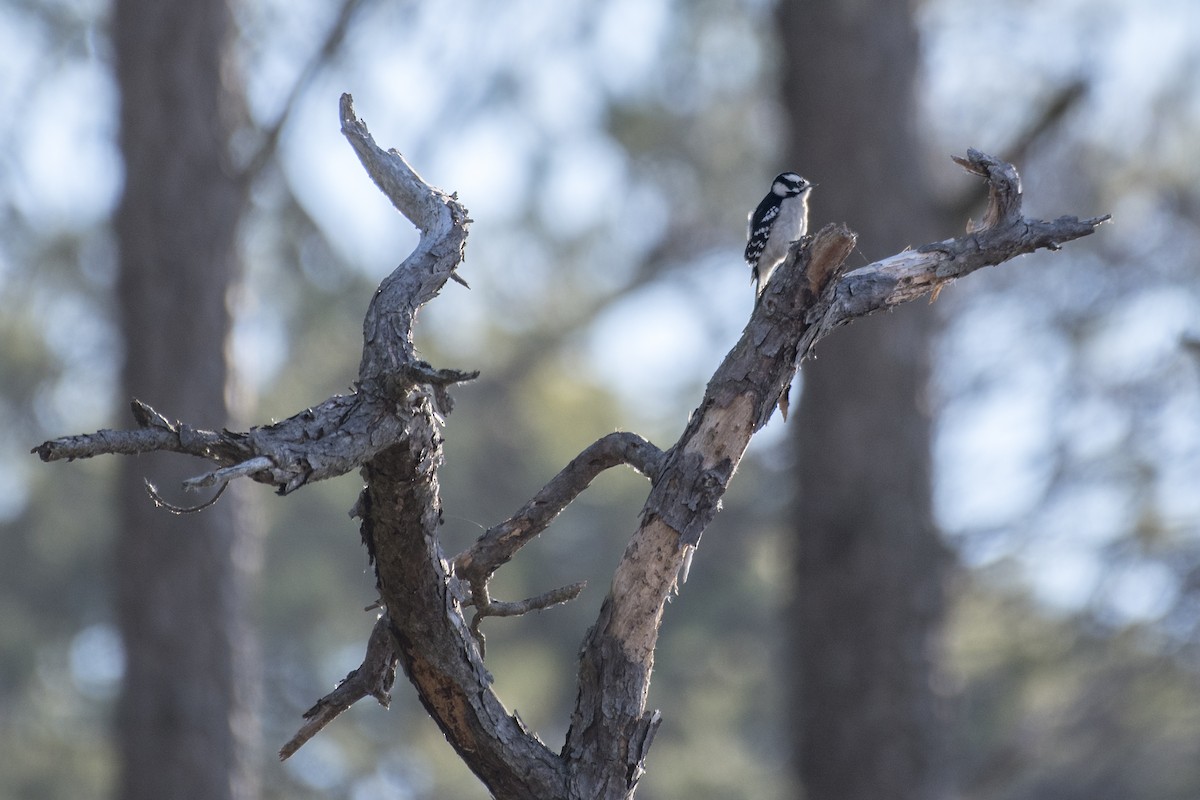 Downy Woodpecker (Eastern) - ML613150007