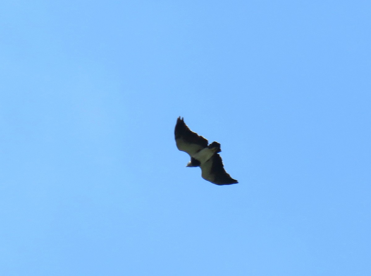 Black-chested Buzzard-Eagle - ML613150268