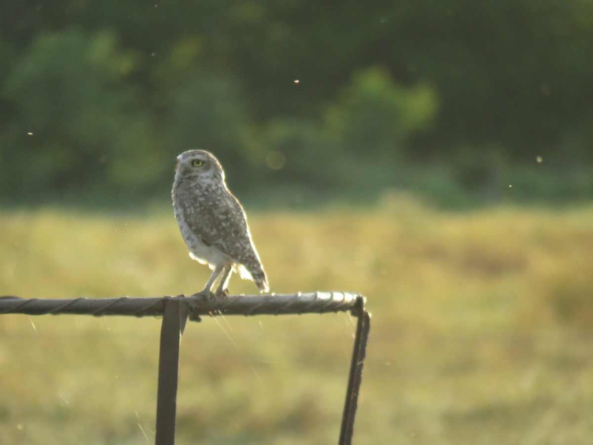 Burrowing Owl - ML613150275