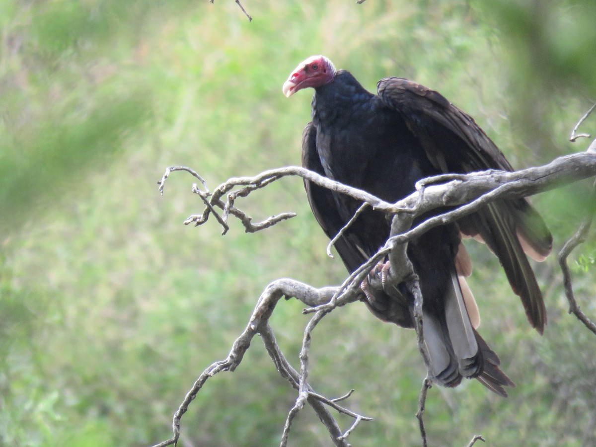 Turkey Vulture - ML613150321