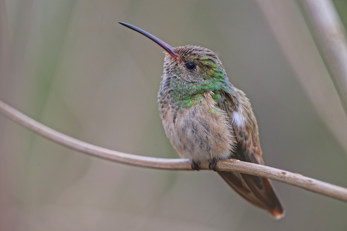 Buff-bellied Hummingbird - ML613150502