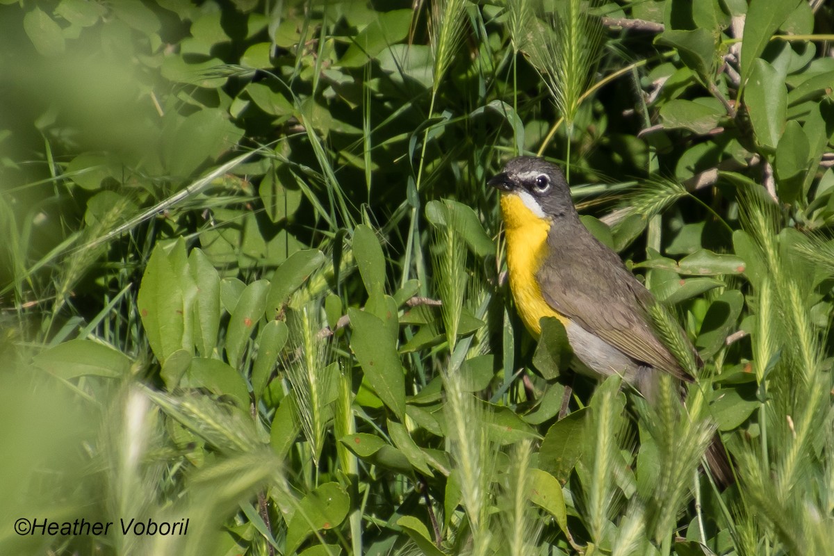 Yellow-breasted Chat - Heather Voboril