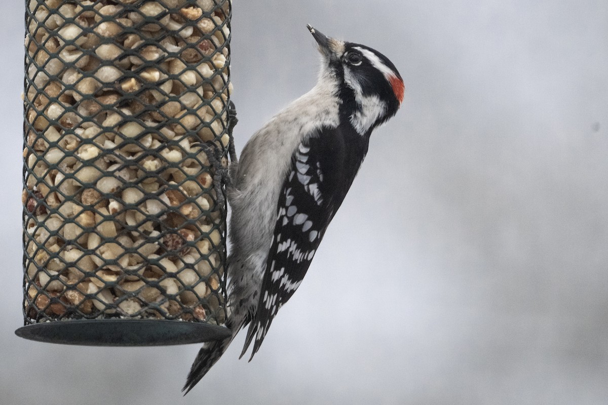 Downy Woodpecker - ML613150631