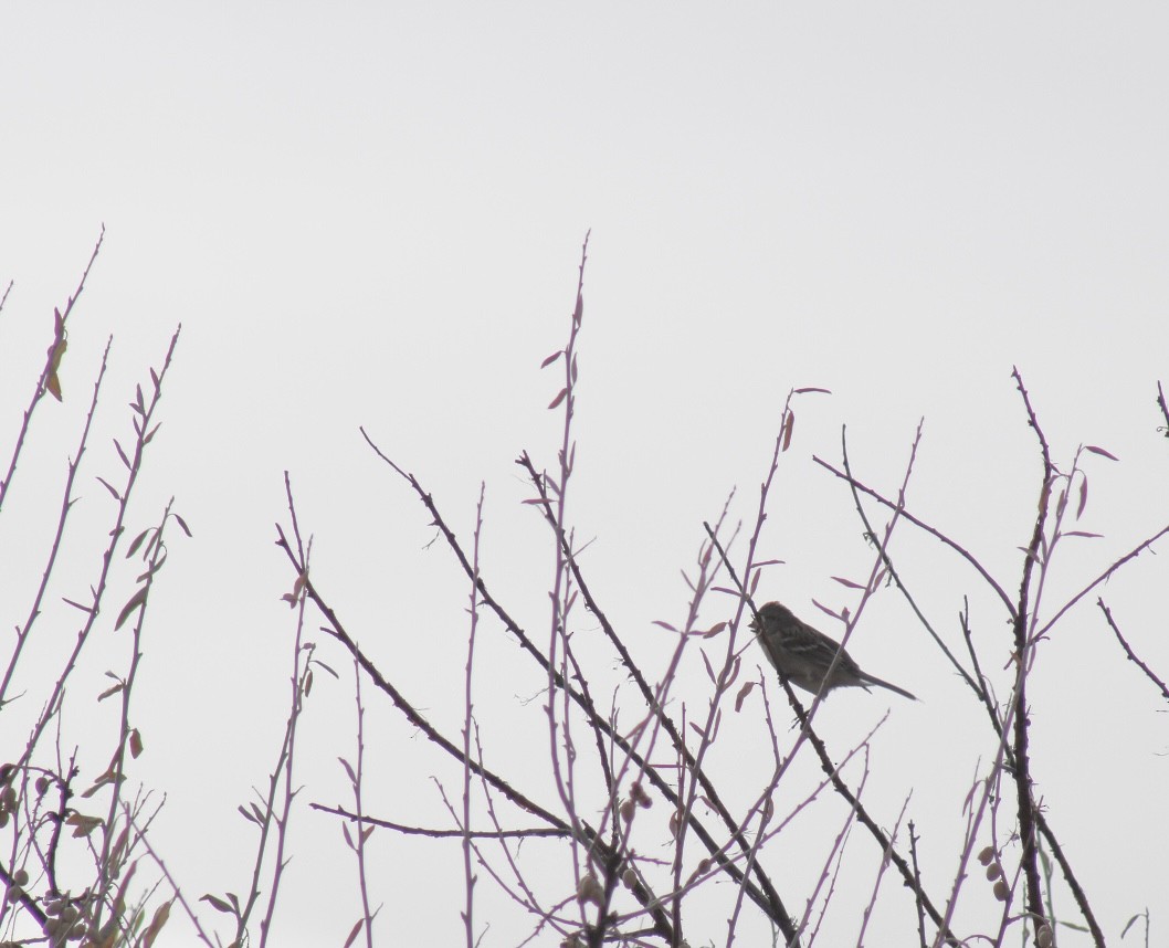 American Tree Sparrow - ML613150745