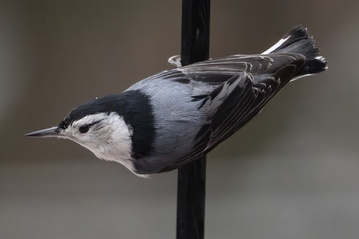 White-breasted Nuthatch - Michael Linz