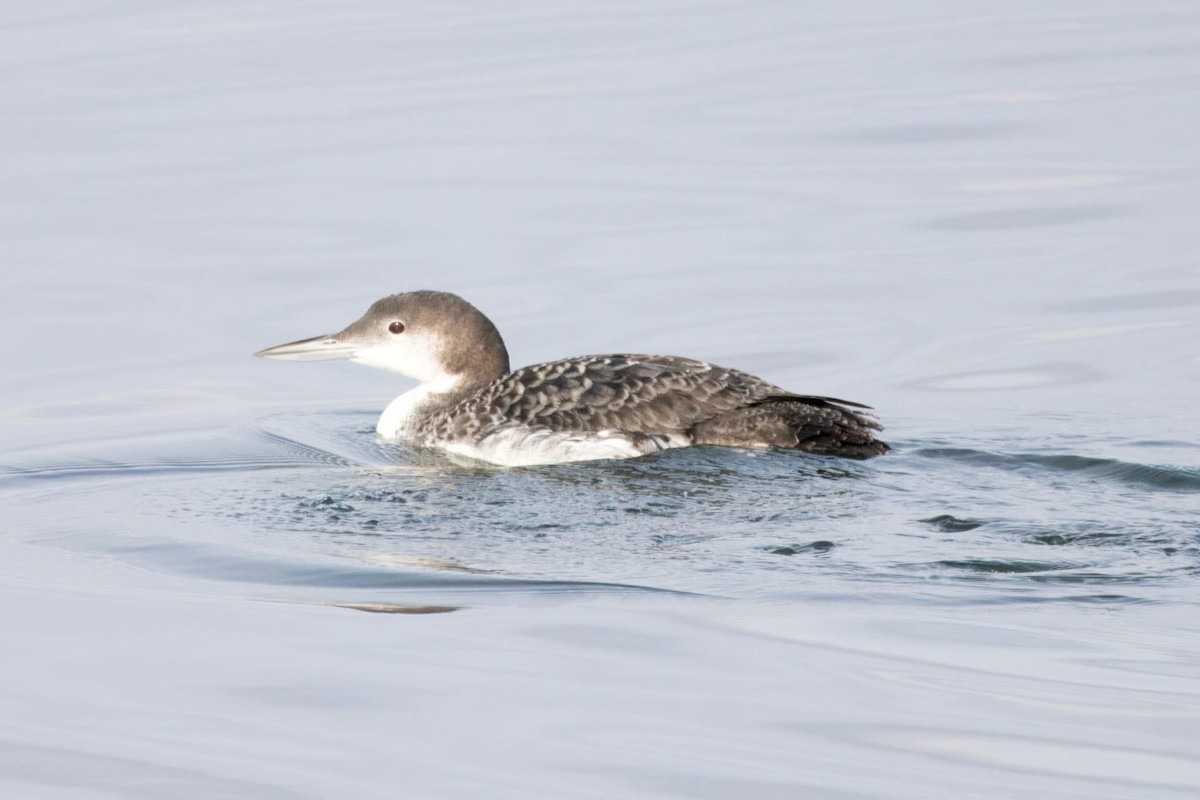 Common Loon - Gina Foster