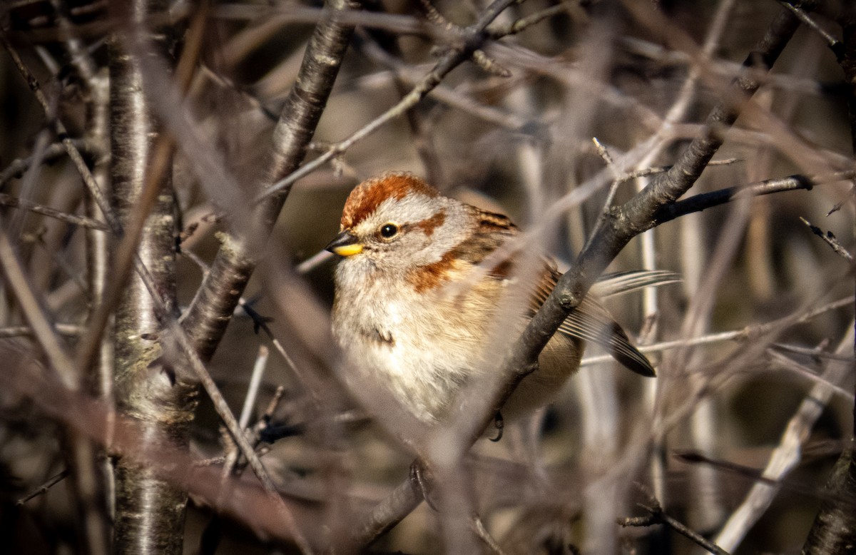American Tree Sparrow - ML613151434