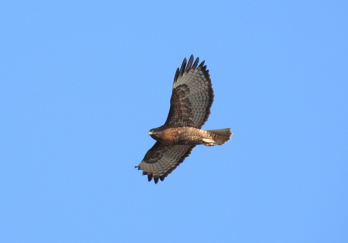 Red-tailed Hawk - ML613151689