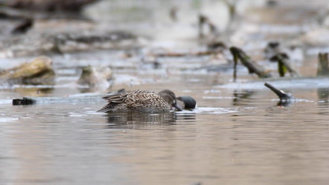 Blue-winged Teal - ML613151893