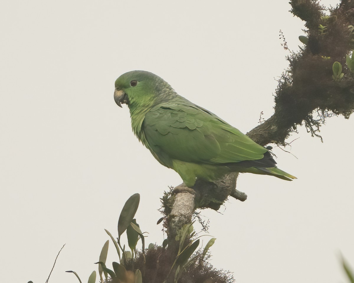 Scaly-naped Parrot - Anthony Kaduck