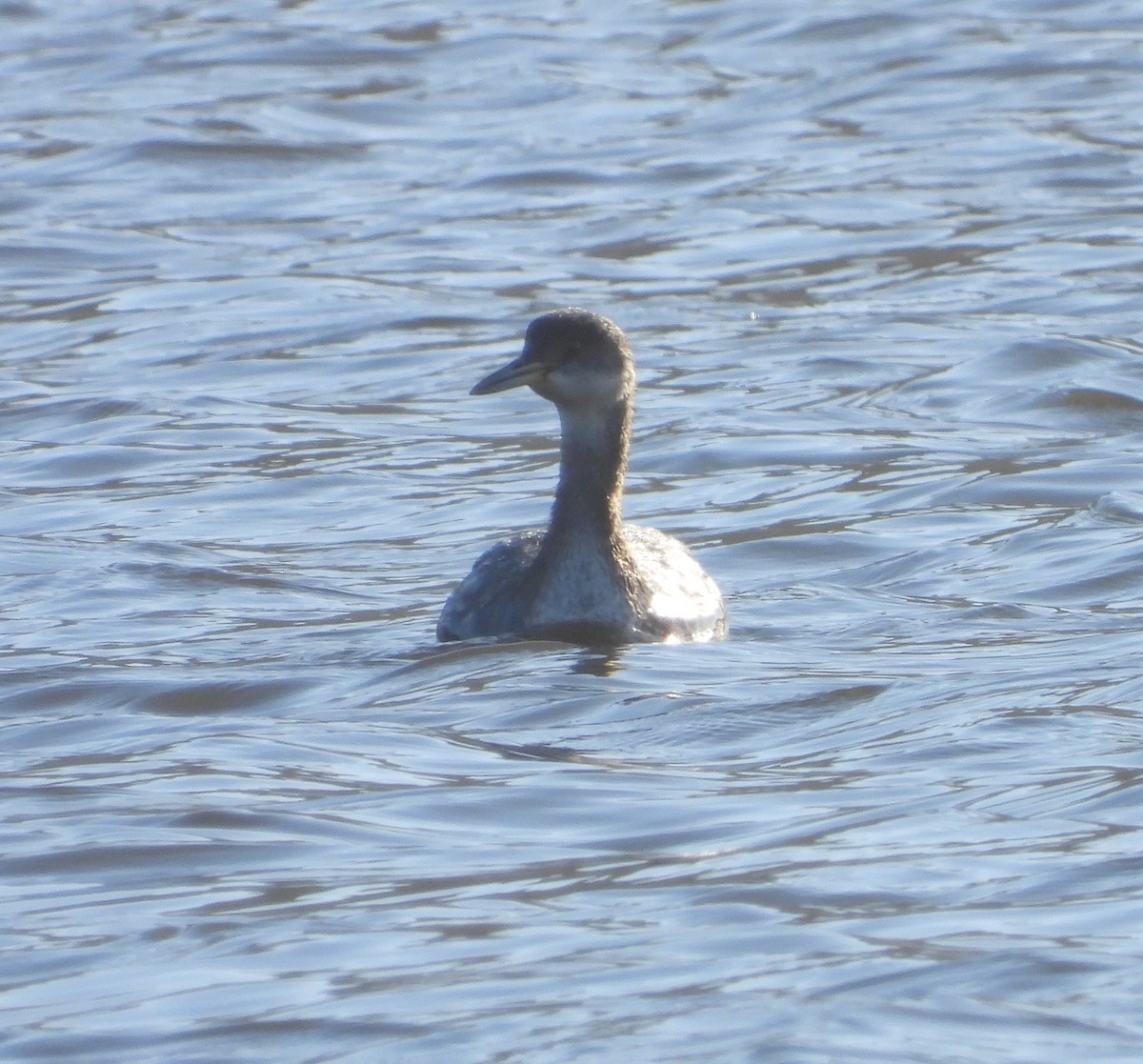 Red-necked Grebe - ML613152118