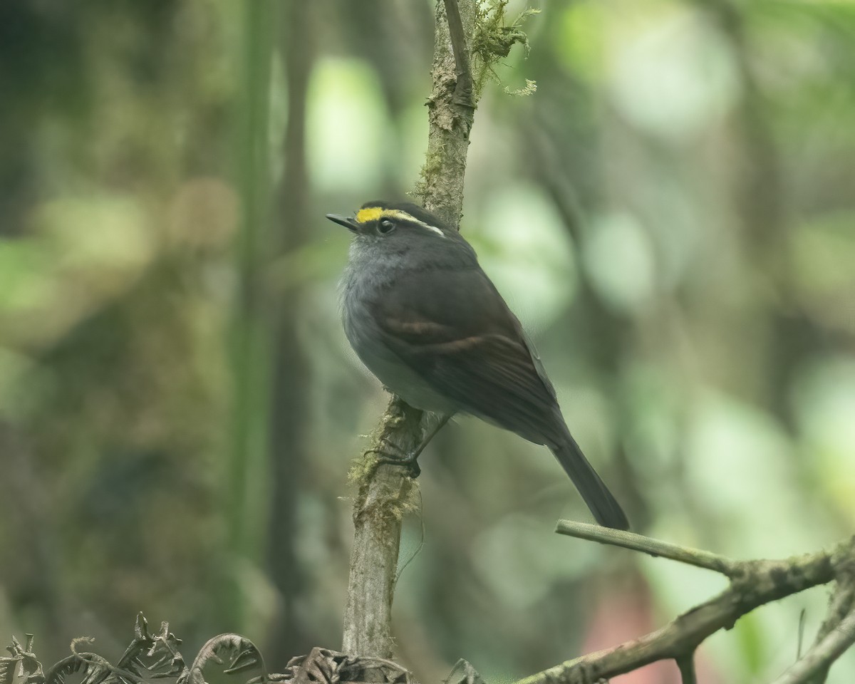 Golden-browed Chat-Tyrant - Anthony Kaduck