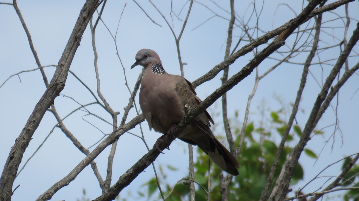 Spotted Dove - ML613152271