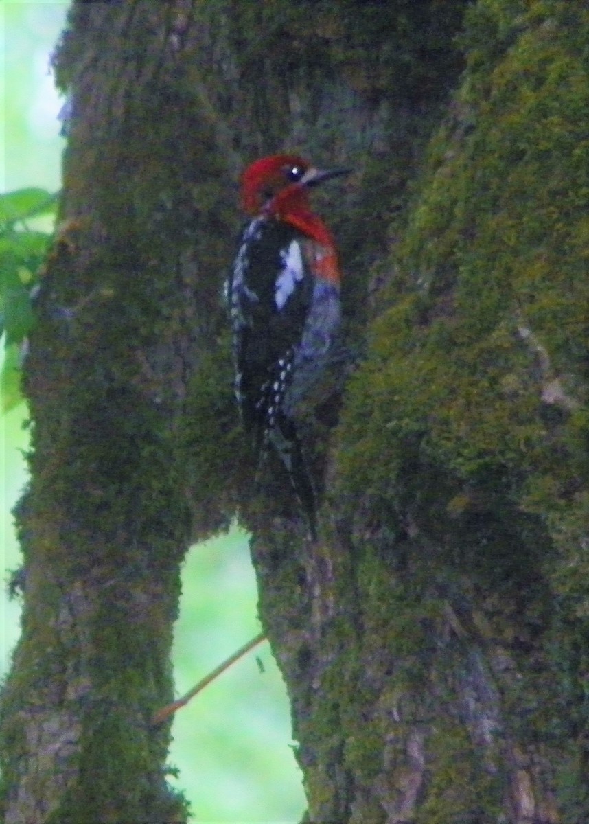 Red-breasted Sapsucker - ML613152384