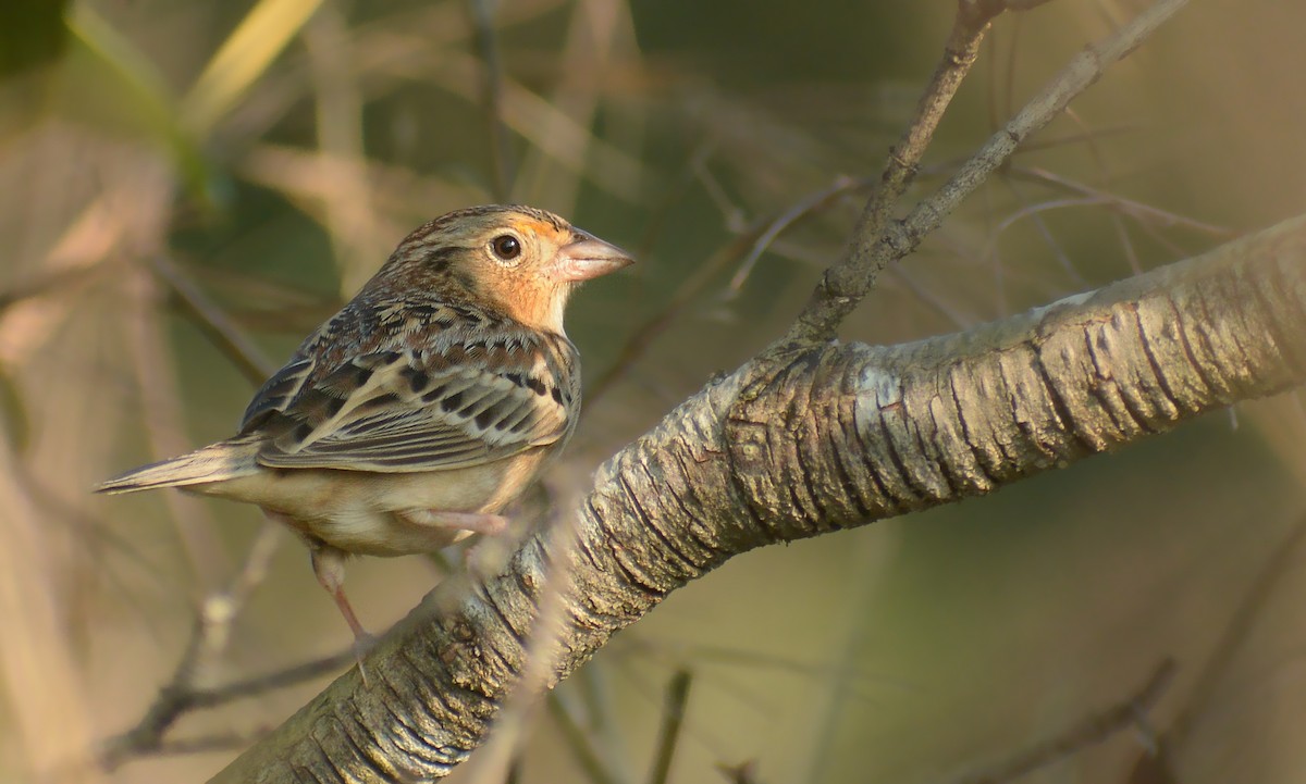 Grasshopper Sparrow - ML613152483