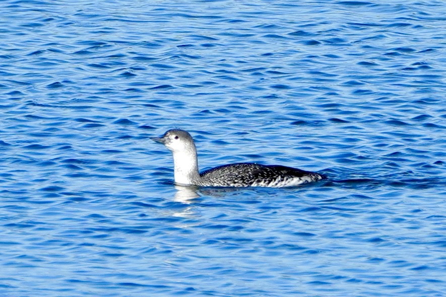 Red-throated Loon - ML613152573