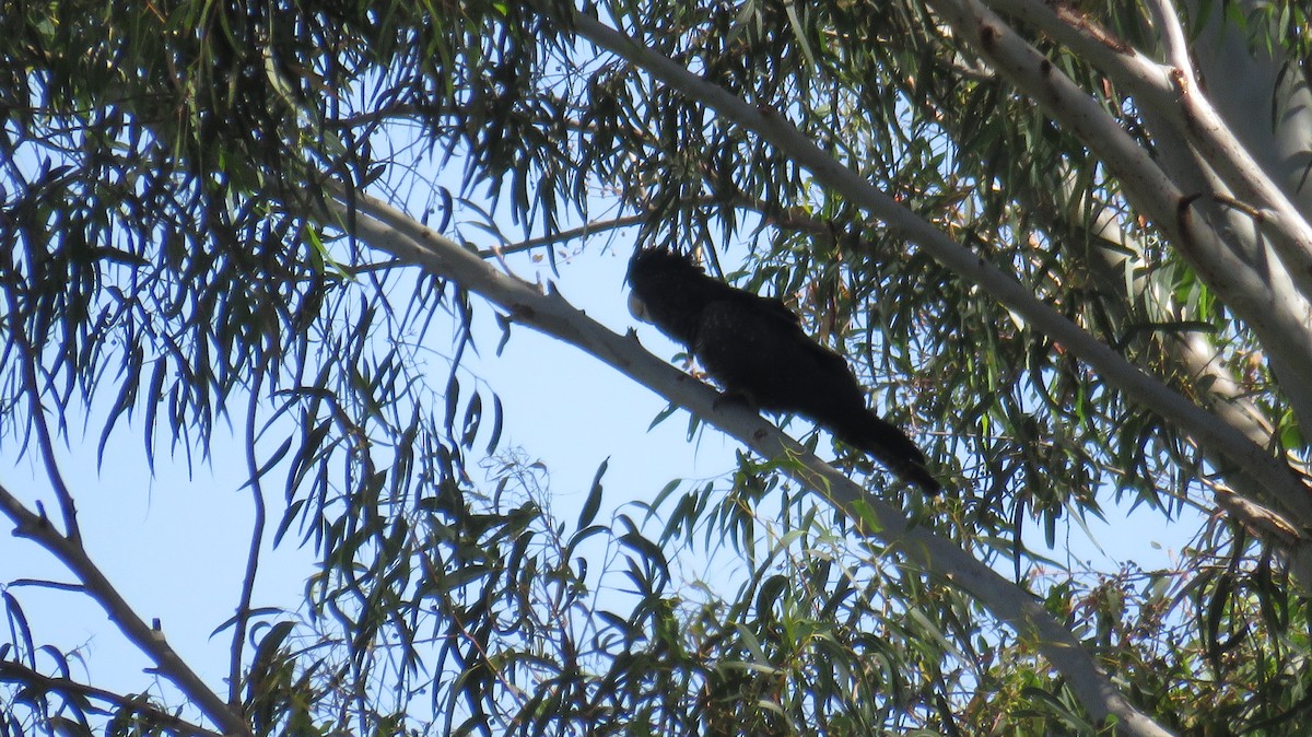 Red-tailed Black-Cockatoo - ML613153068