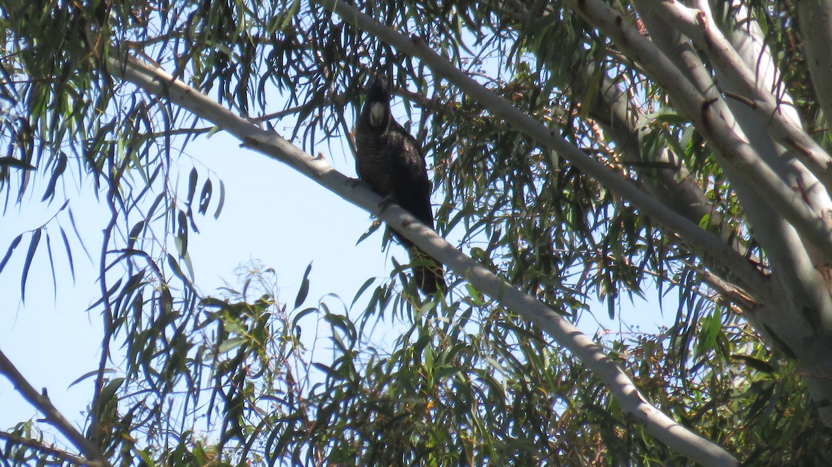 Red-tailed Black-Cockatoo - ML613153070
