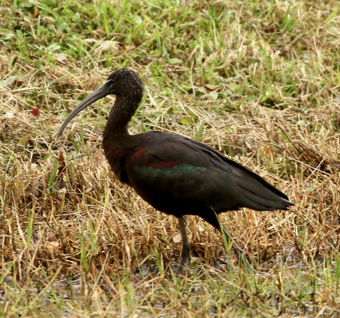 ibis hnědý - ML613153399
