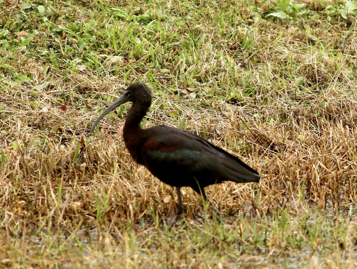 ibis hnědý - ML613153400