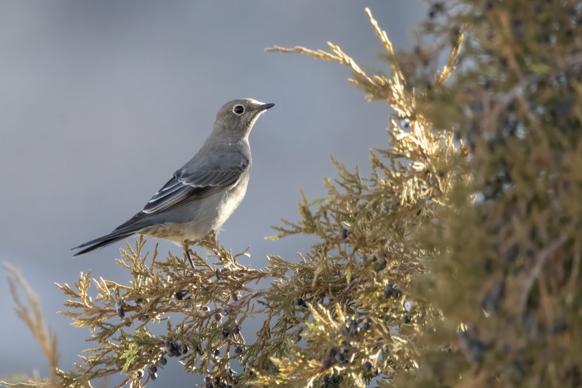 Townsend's Solitaire - ML613154010