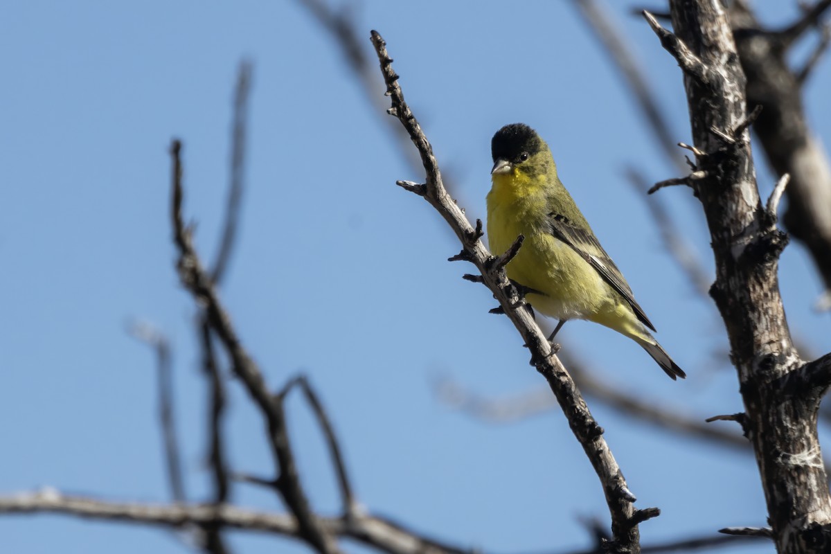 Lesser Goldfinch - Tommy Childers