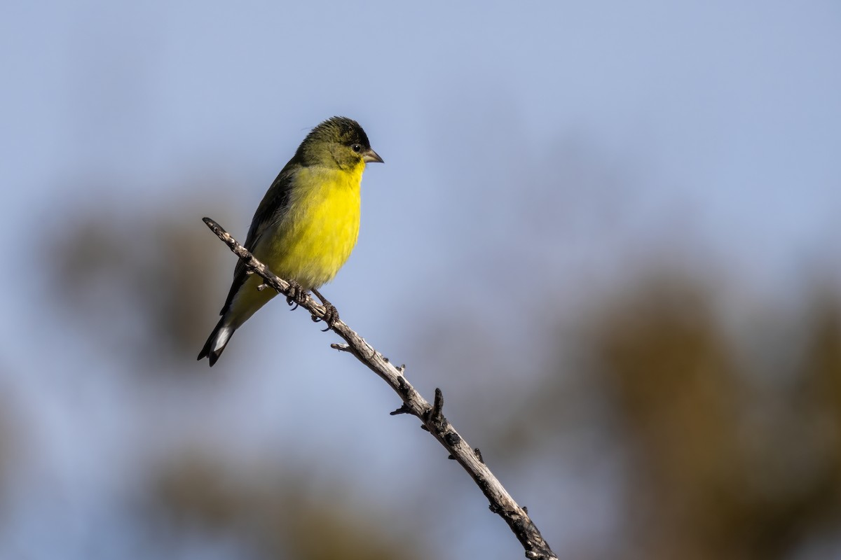 Lesser Goldfinch - Tommy Childers