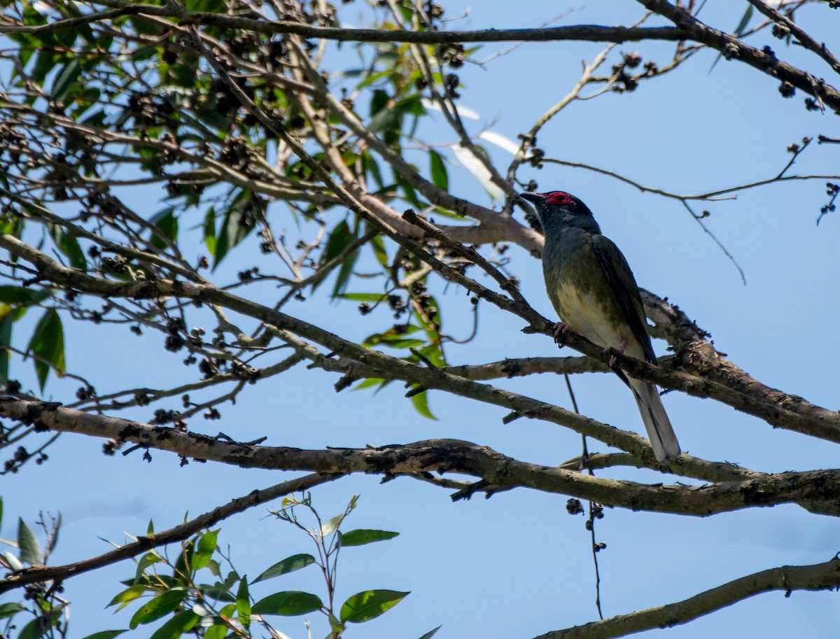 ebird-checklist-4-jan-2024-60-pacific-highway-charlestown-2290-1