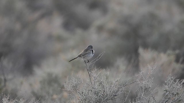 Sagebrush Sparrow - ML613154383