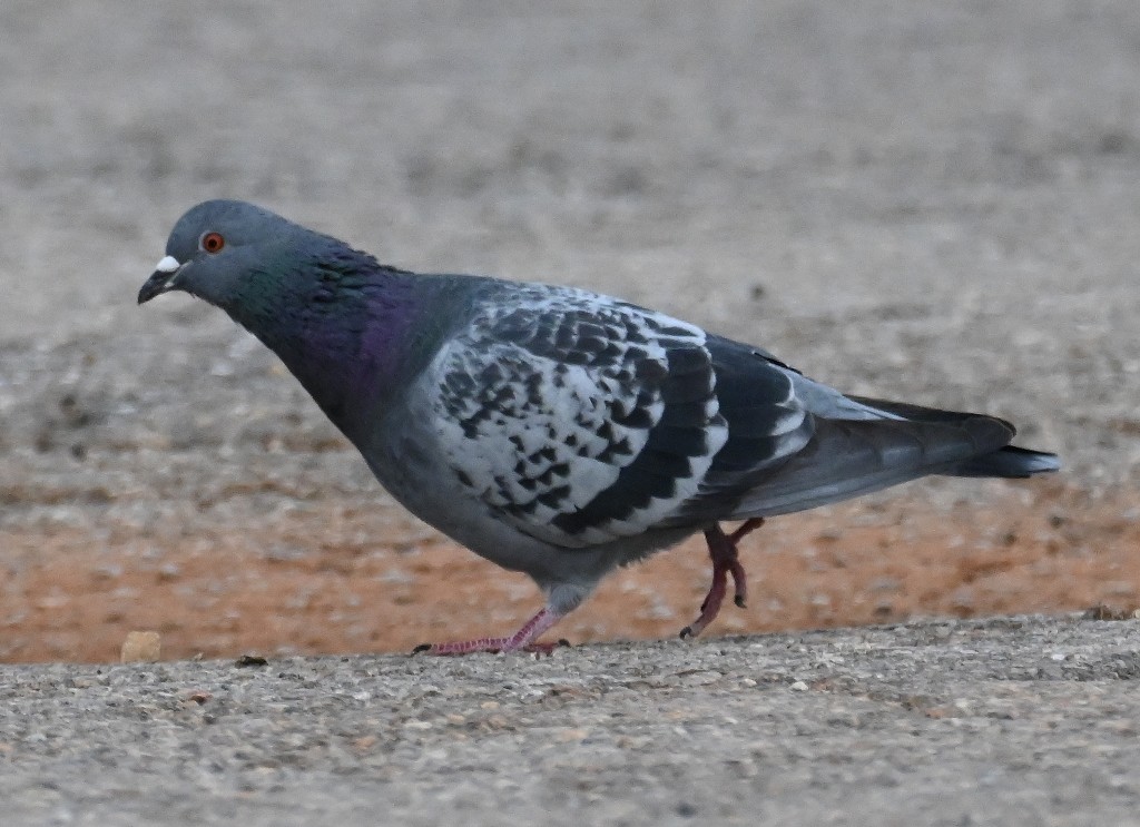 Rock Pigeon (Feral Pigeon) - ML613154669