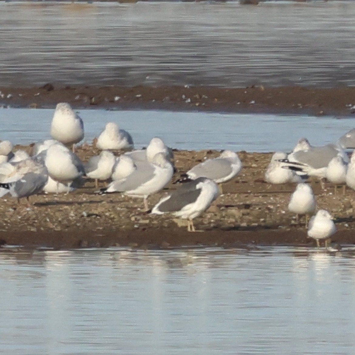 EBird Checklist 5 Jan 2024 Hoover Reservoir Area D 7 Species   1200