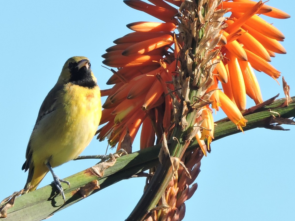 Orchard Oriole - ML613154964