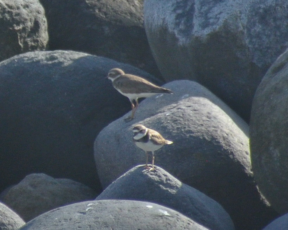 Semipalmated Plover - ML613154998