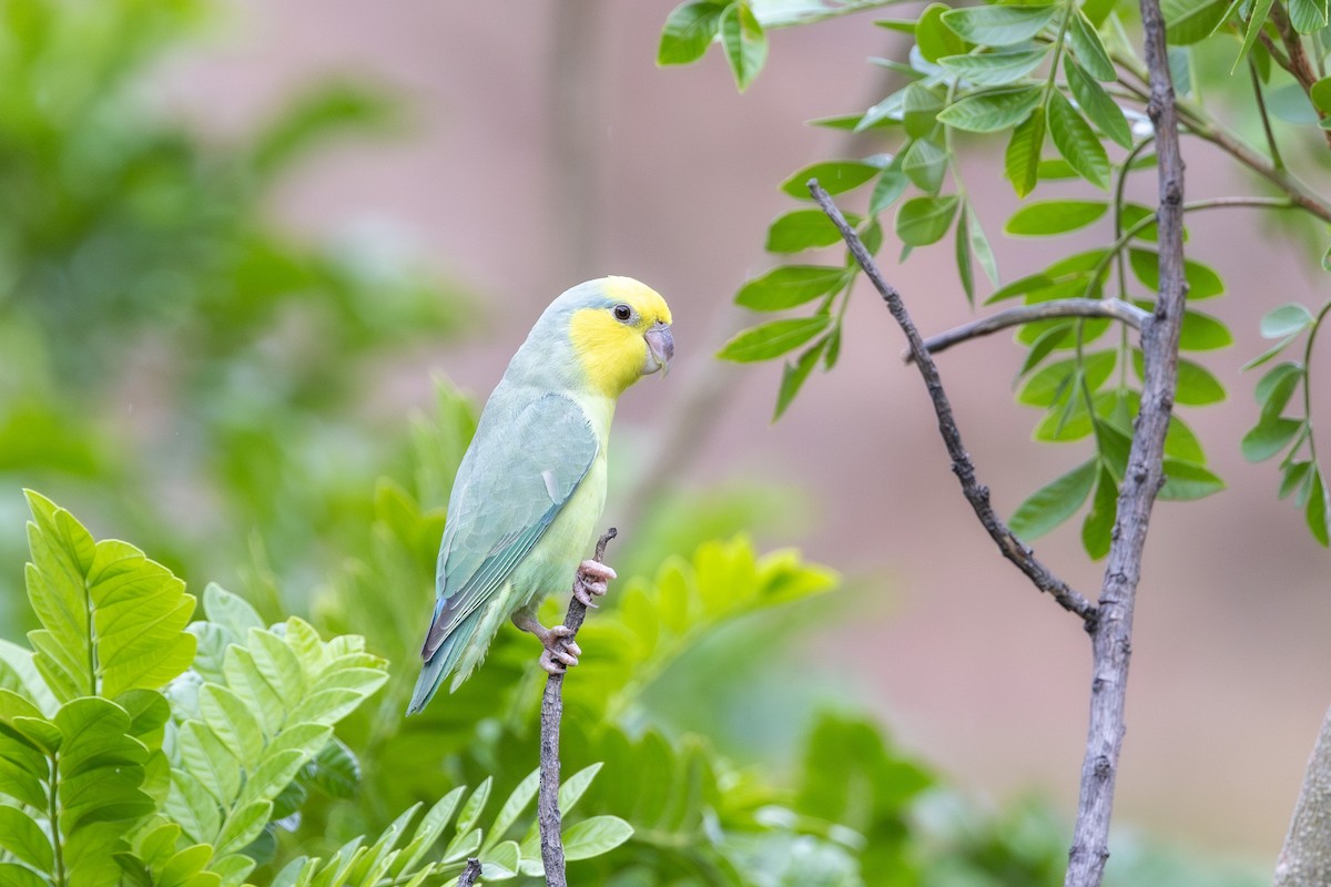 Yellow-faced Parrotlet - ML613155250