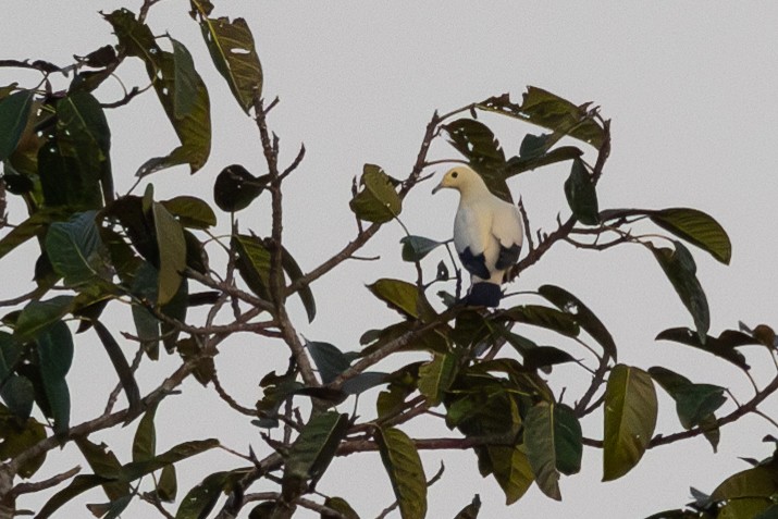 Pied Imperial-Pigeon - ML613155259