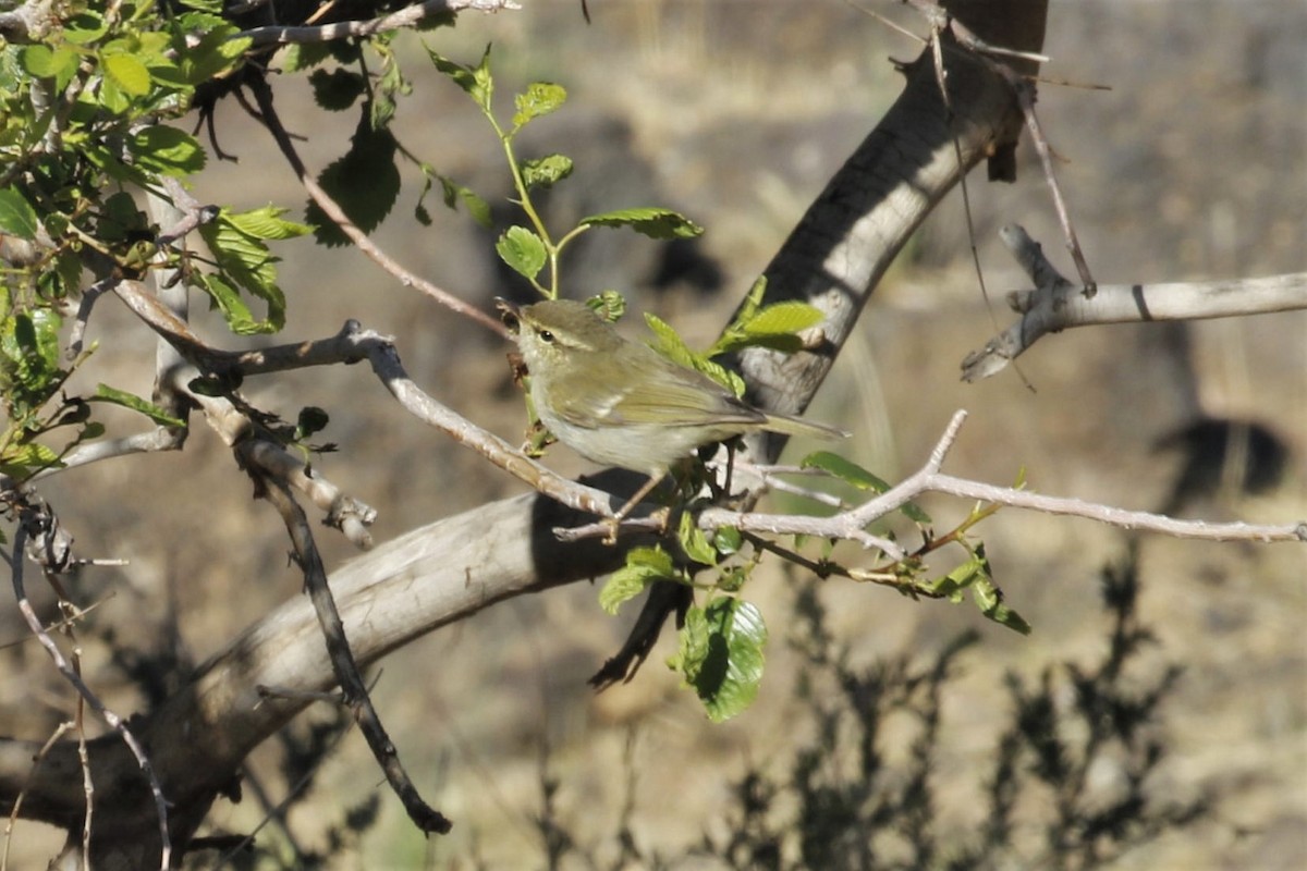 Two-barred Warbler - ML613155408