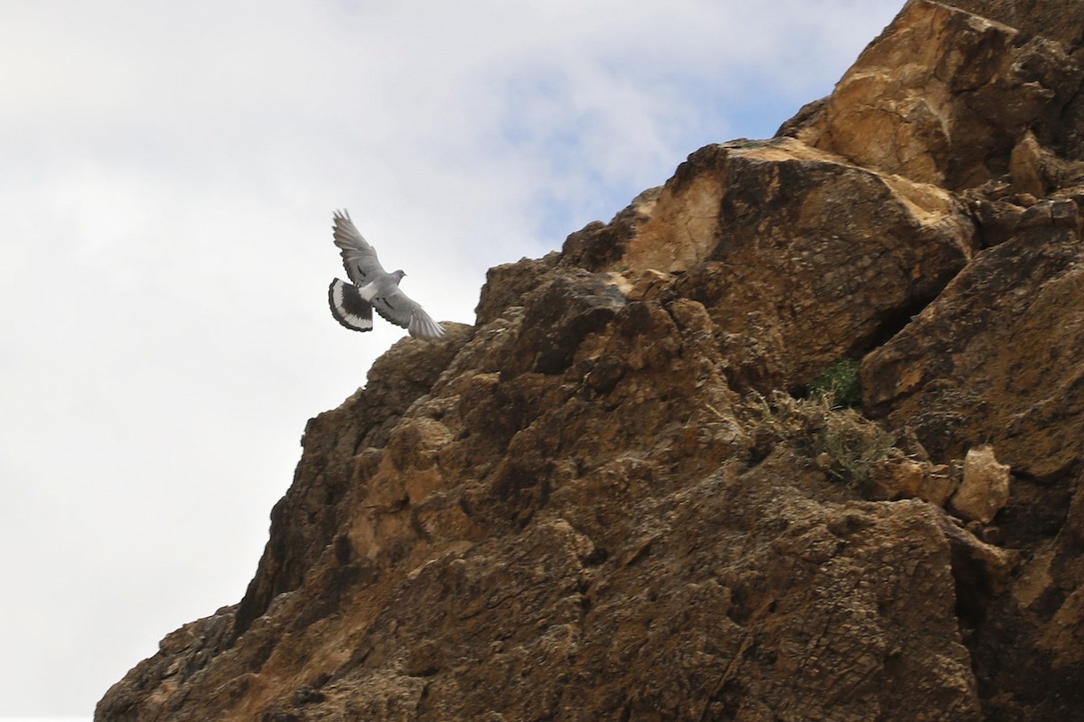 Hill Pigeon - Antony Faure