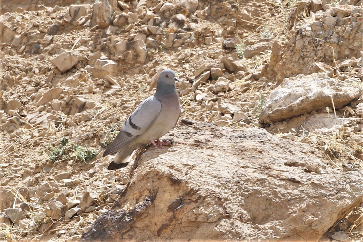 Pigeon des rochers - ML613155451