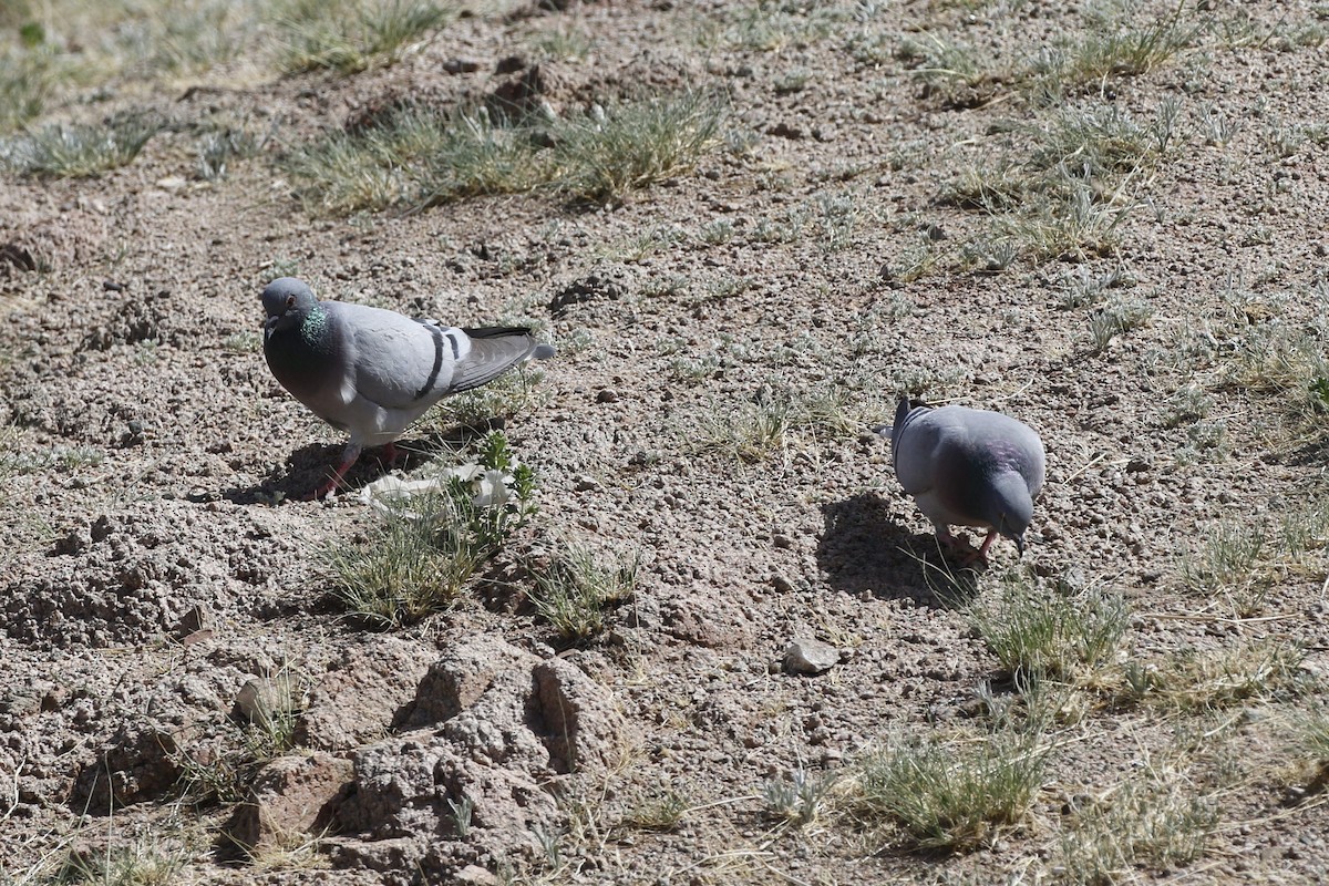 Pigeon des rochers - ML613155523