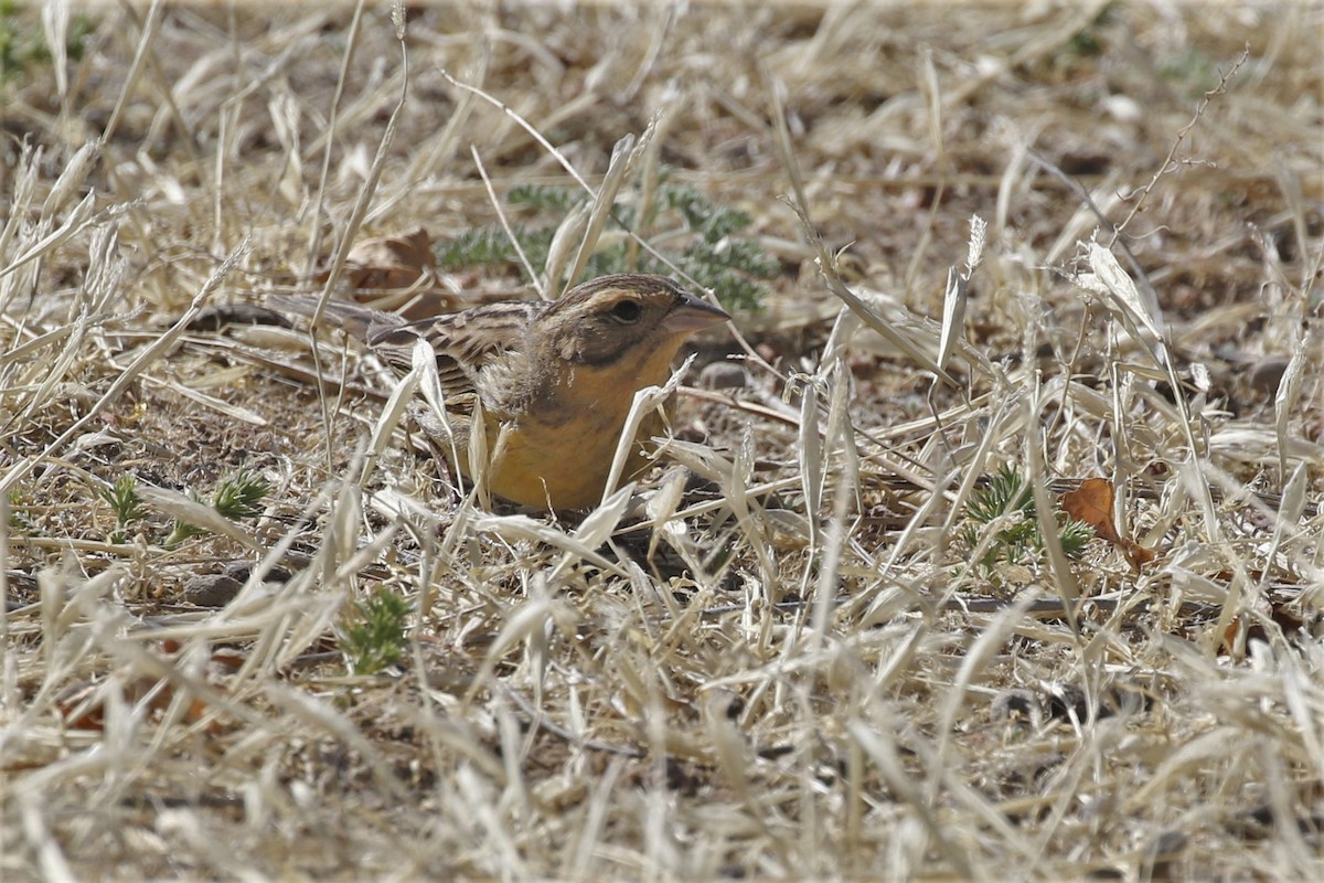 Yellow-breasted Bunting - Antony Faure