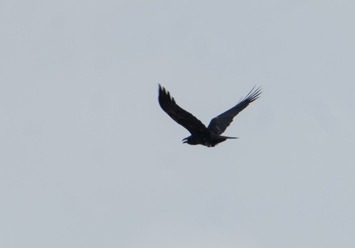 Large-billed Crow - ML613155632