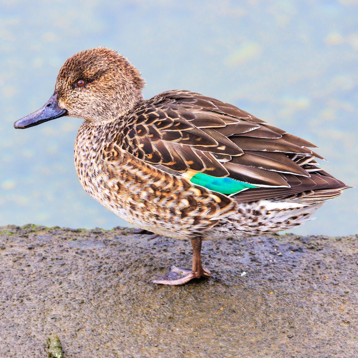 Green-winged Teal - ML613155685