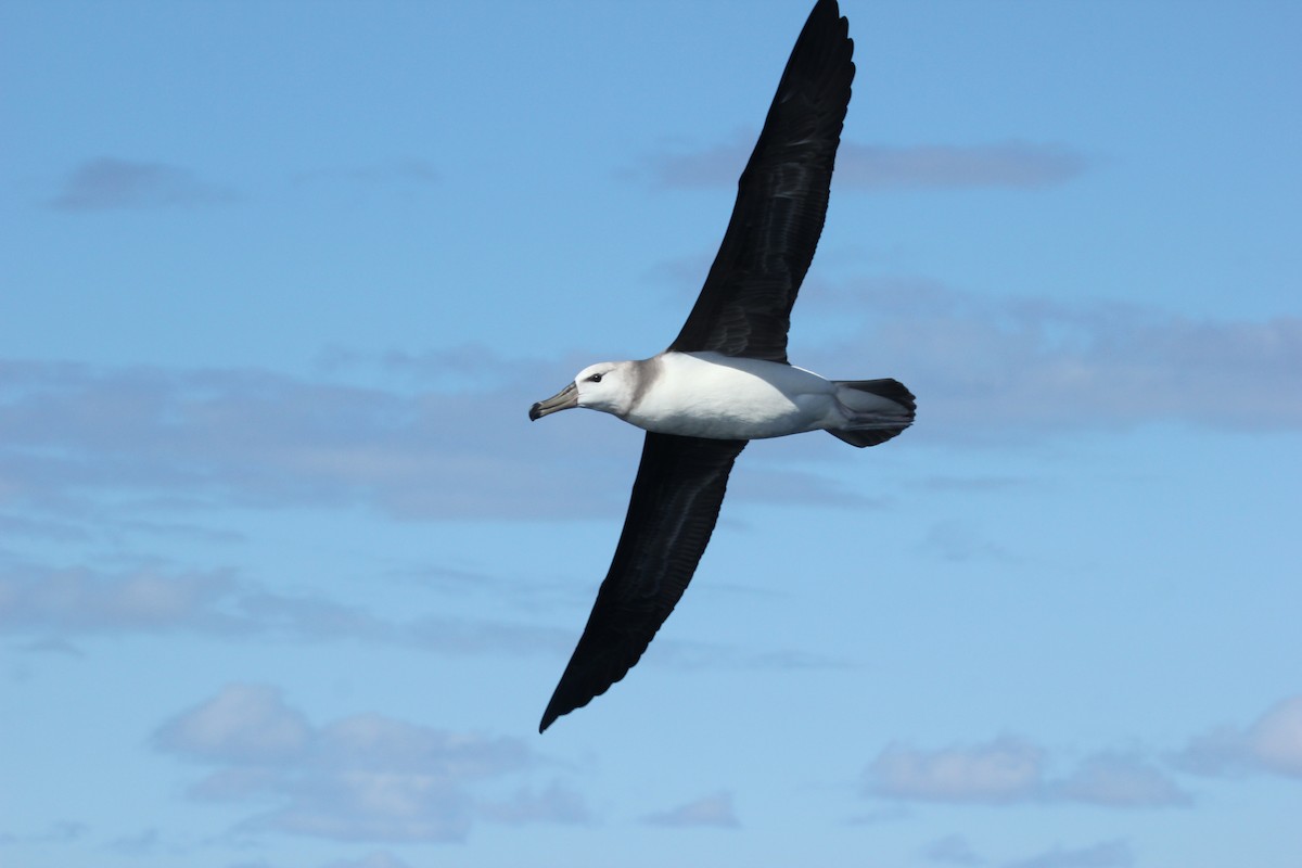 Black-browed Albatross - Alex Ferguson