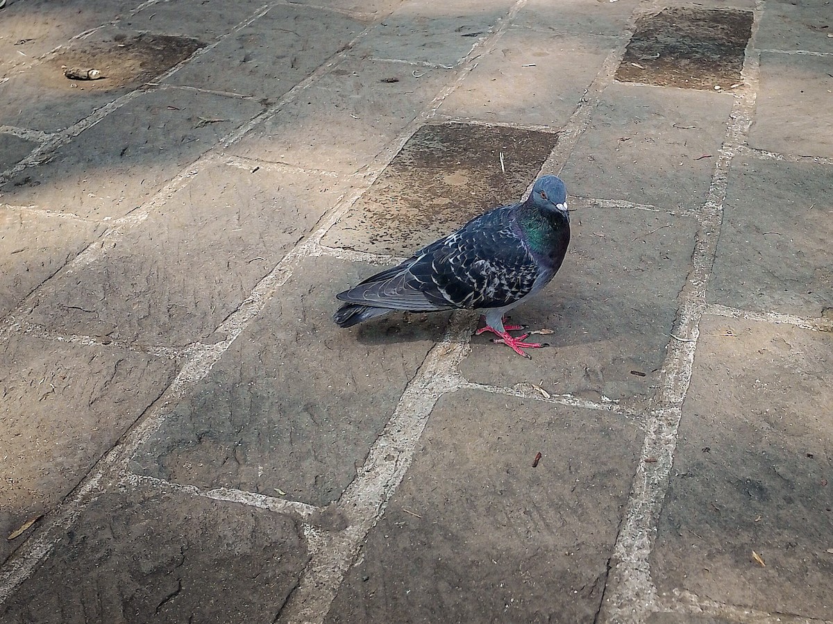 Rock Pigeon (Feral Pigeon) - ML613156245